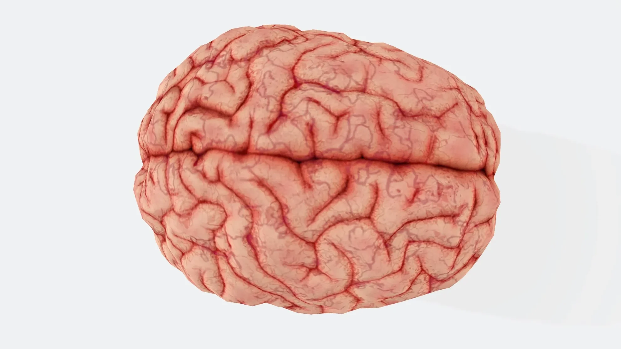 An image of a human brain